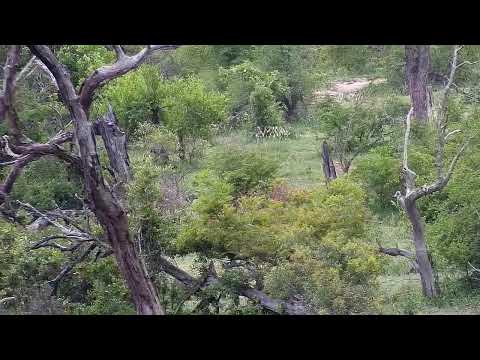 Djuma Private Game Reserve Live Stream