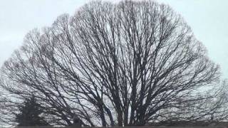 Swiss Banks Want War; organised crime syndicat of the Templars