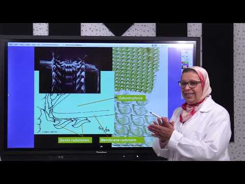 7. Biology of Animals Molluscs Phylum