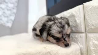 ハーフ犬の動画01