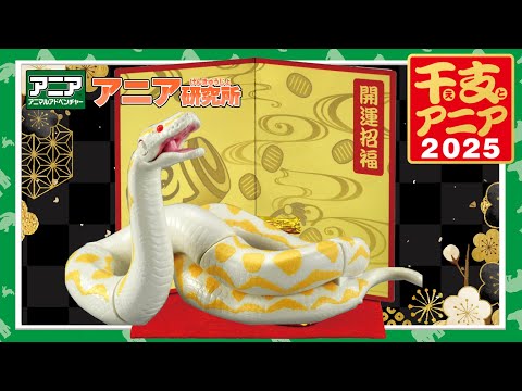 【アニア研究所】#12「干支アニア！2025年はヘビ年だ！」【タカラトミー公式】
