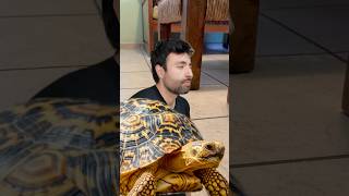 Ya no somos 3 Tortuga #perros #humor #gatos #tortuga #mascota