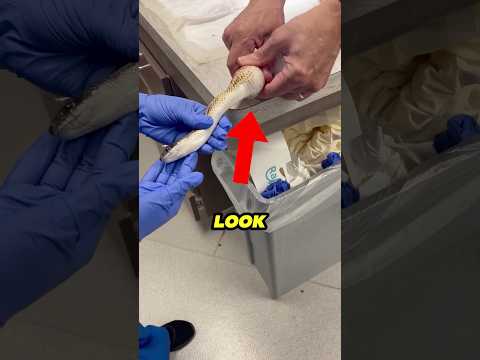 Rescuers Found Something Terrifying Stuck to This Snake… 😱🐍