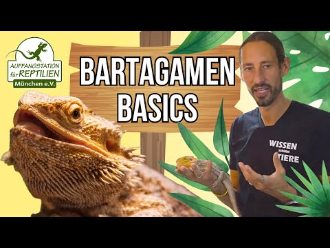 Bearded Dragon - Keeping and Care