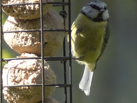 10 Most Common British Garden Birds