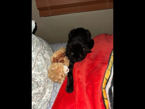 Tommasi's iphone AirServer Live Stream