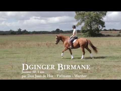 Cheval Dginger Birmane Don Juan de Hus Ecuries Armorique