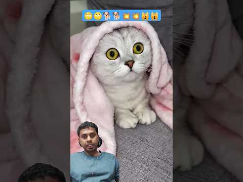Billi ka new technic #cat #pets #animals #cute #rajibfmcg #shorts