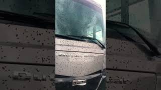 Who else hates love bugs?