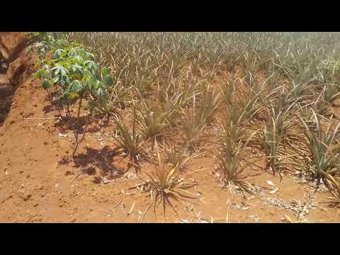 urashaka kugira ubumenyi ku buhinzi bw'inanasi,wakurikira iyi channel yacu