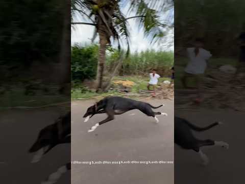 Kolhapur dog race 🚀😱 || kolhapur dog racing / dog race maharashtra || #shorts #arfyads