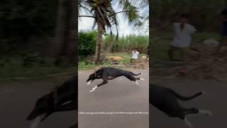Download lagu Kolhapur dog race 🚀😱 || kolhapur dog racing / dog race maharashtra || #shorts #arfyads mp3 Download lagu Kolhapur dog race 🚀😱 || kolhapur dog racing / dog race maharashtra || #shorts #arfyads mp3