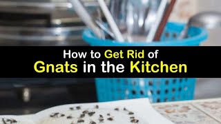 How to Get Rid of Gnats in the Kitchen | The Guardians Choice