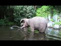 Jungle Cruise At Disney World Circa 2010