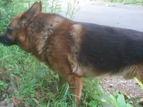 Cane mangia erba per