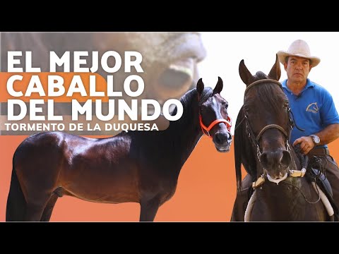 , title : 'EL MEJOR CABALLO DEL MUNDO - TORMENTO DE LA DUQUESA'