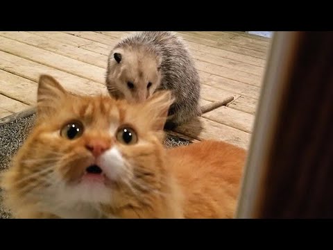 Funny animal videos - Funny Animal Videos