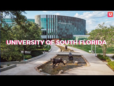 University of South Florida | Tampa Bay Neighborhood Spotlight