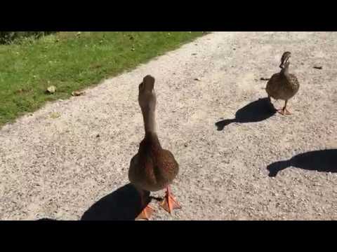 Træner ænder i Doktorparken