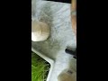 Opening CocoWilson