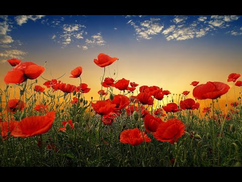 Ierom. NICOLAE BĂLĂŞOIU - Despre grijile vieţii