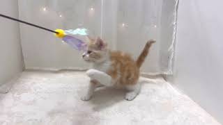 マンチカンの動画01