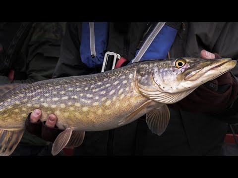 Katsotaan LIVE-MIESTEN kanssa VANAJAN HAUKIA