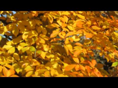 Nyssa sylvatica tupela lesní