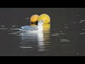 Ring Billed Gull Stathclyde Loch Clyde Boxing Day 2023