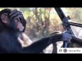 Chimpanzee driving car funny