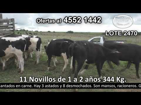 Lote 11 Novillos 1 a 2 años 11 HO 344kg -  en Monzón - R57 km 8  a 8 km de Cardona