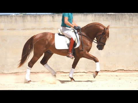 OFEN young pre 3,5 yo super character