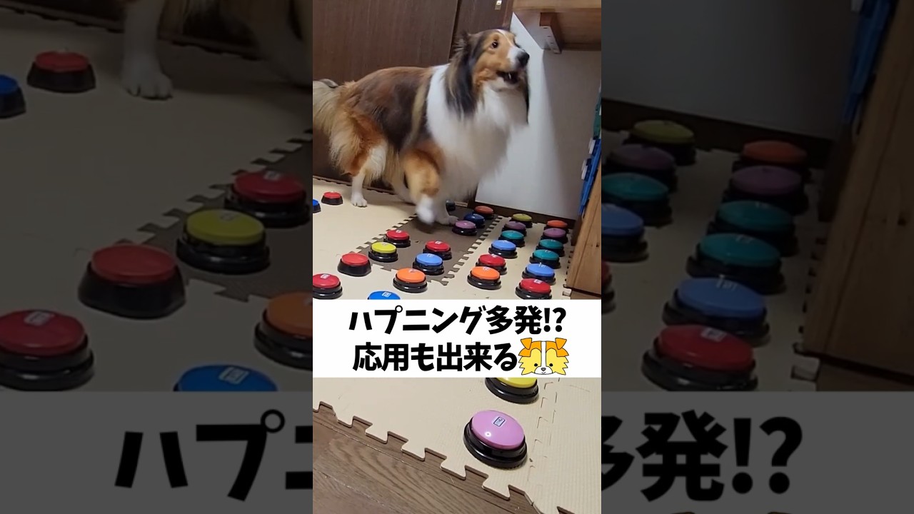 ハプニング多発！？応用もできるシェルティ【会話ボタンでしゃべる犬】 #shorts #犬
