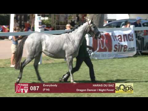 Show AQPS Le Lion 2016 : Lot 87 - Everybody