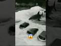 Tsunami Wave Washes Up A Great White Shark Shark Tsunami Shorts