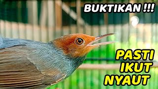 Download lagu Suara Prenjak Jantan MEMANGGIL LAWAN Ikutan Bunyi,100% AMPUH ABISS !!! mp3 Download lagu Suara Prenjak Jantan MEMANGGIL LAWAN Ikutan Bunyi,100% AMPUH ABISS !!! mp3