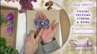 Picking, Pressing, Storing and Using Dried Flowers in Junk Journals