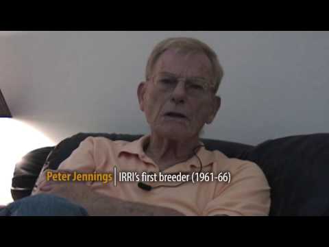 IR8--the rice  variety that changed the world