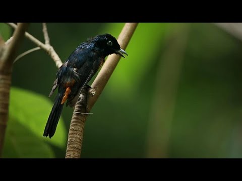 These Songbirds Viciously Defend Their Territory