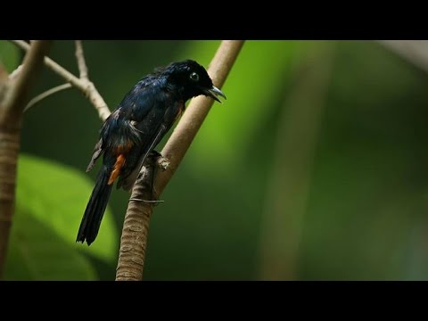 Thumbnail of the video: Fascinating: Why Are These Birds So Angry?