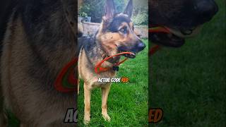 Shadow 1 vs. Hostile Target Rodent Alpha #doghumor #dogvoiceover #germanshepherd