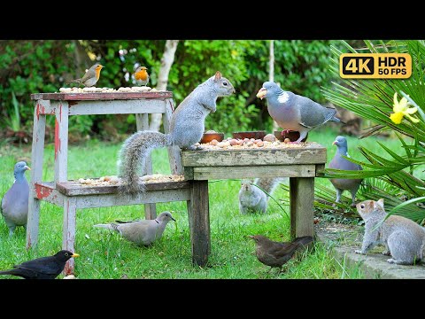 ???? Birds for Cats to Watch ???? Cat TV & Cat Games 24/7 ???? Bird & Squirrel Videos for Cats & Dogs
