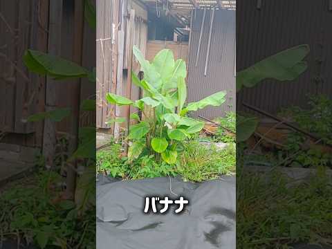 植物を健康に保つための庭でのバナナの皮の 5 つの使い方  庭園