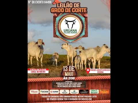 Leilão de Gado -  Uruana Leilões - Leilão de Gado de Corte em Goiás @canal.boiadeiro #live #gado