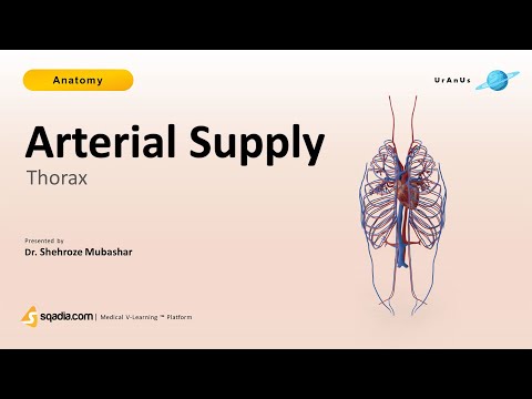 Thorax - Arterial Supply