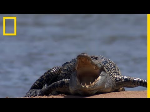 Crocodile marin contre requin-bouledogue !