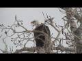 Bald Eagle Calling