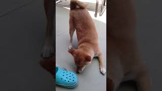 お風呂のあとは大暴れ！後半で爆発 柴犬♂