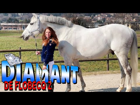 FINALMENTE E’ ARRIVATO IL MIO CAVALLO DA SOGNO!