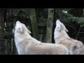 Arctic Wolves Howling At The Seattle Zoo
